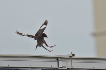 2023年6月30日(金) 金井遊水地(金井遊水池)の野鳥観察記録