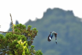 ブッポウソウ 松之山 2023年6月25日(日)