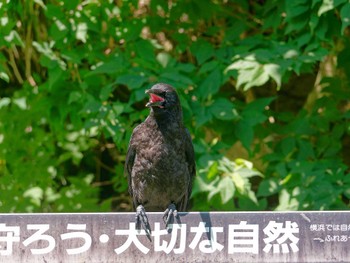 未同定 瀬上市民の森 2023年6月29日(木)