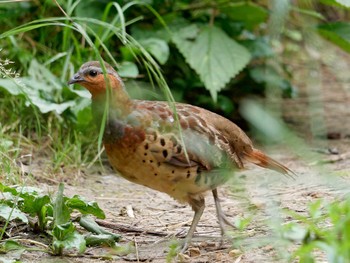 Chinese Bamboo Partridge 瀬上市民の森 Thu, 6/29/2023