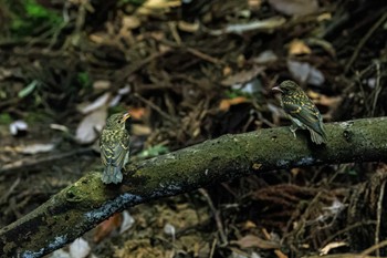 キビタキ 奈良県 2023年6月27日(火)