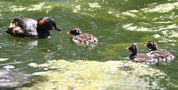 Wed, 6/28/2023 Birding report at Inokashira Park