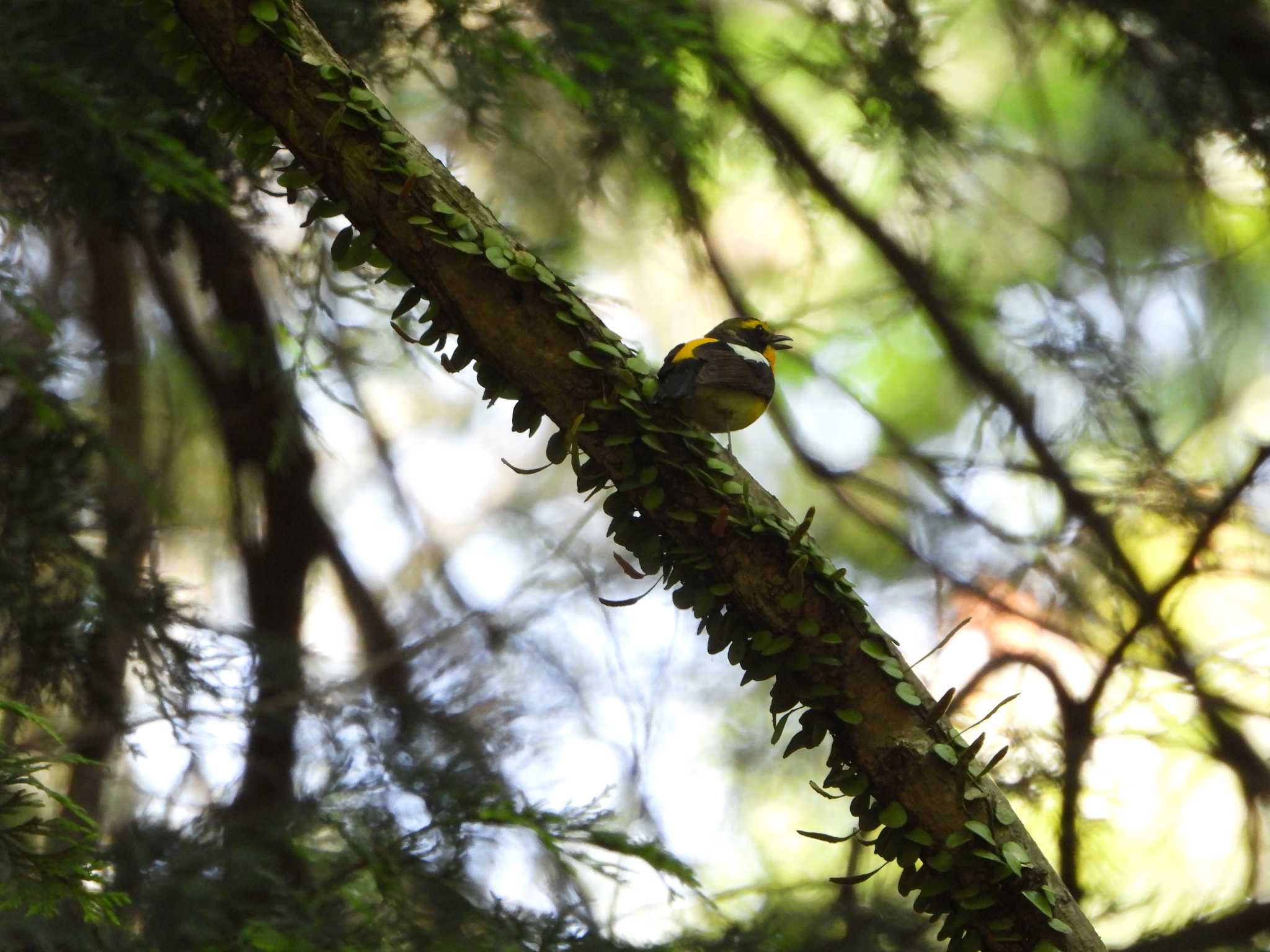 Photo of Narcissus Flycatcher at 春日山原始林 by ひよひよ