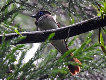 サンコウチョウ 日本ラインうぬまの森 2023年6月30日(金)