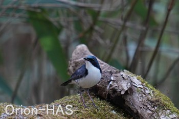 Siberian Blue Robin 山梨県 Thu, 5/18/2023