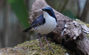 Siberian Blue Robin 山梨県 Thu, 5/18/2023