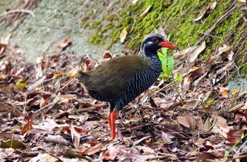 ヤンバルクイナ やんばる国立公園 2023年6月26日(月)