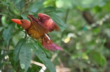 Ruddy Kingfisher(bangsi) Miyako Island Fri, 6/30/2023