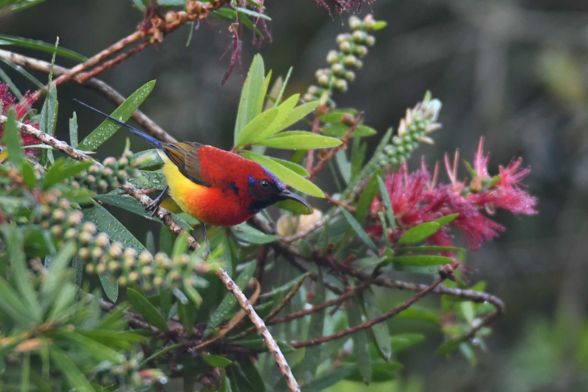 Photo of Mrs. Gould's Sunbird at Doi Angkhang by あひる