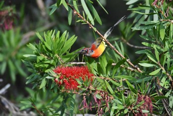 ルリオタイヨウチョウ Doi Angkhang 2023年2月20日(月)