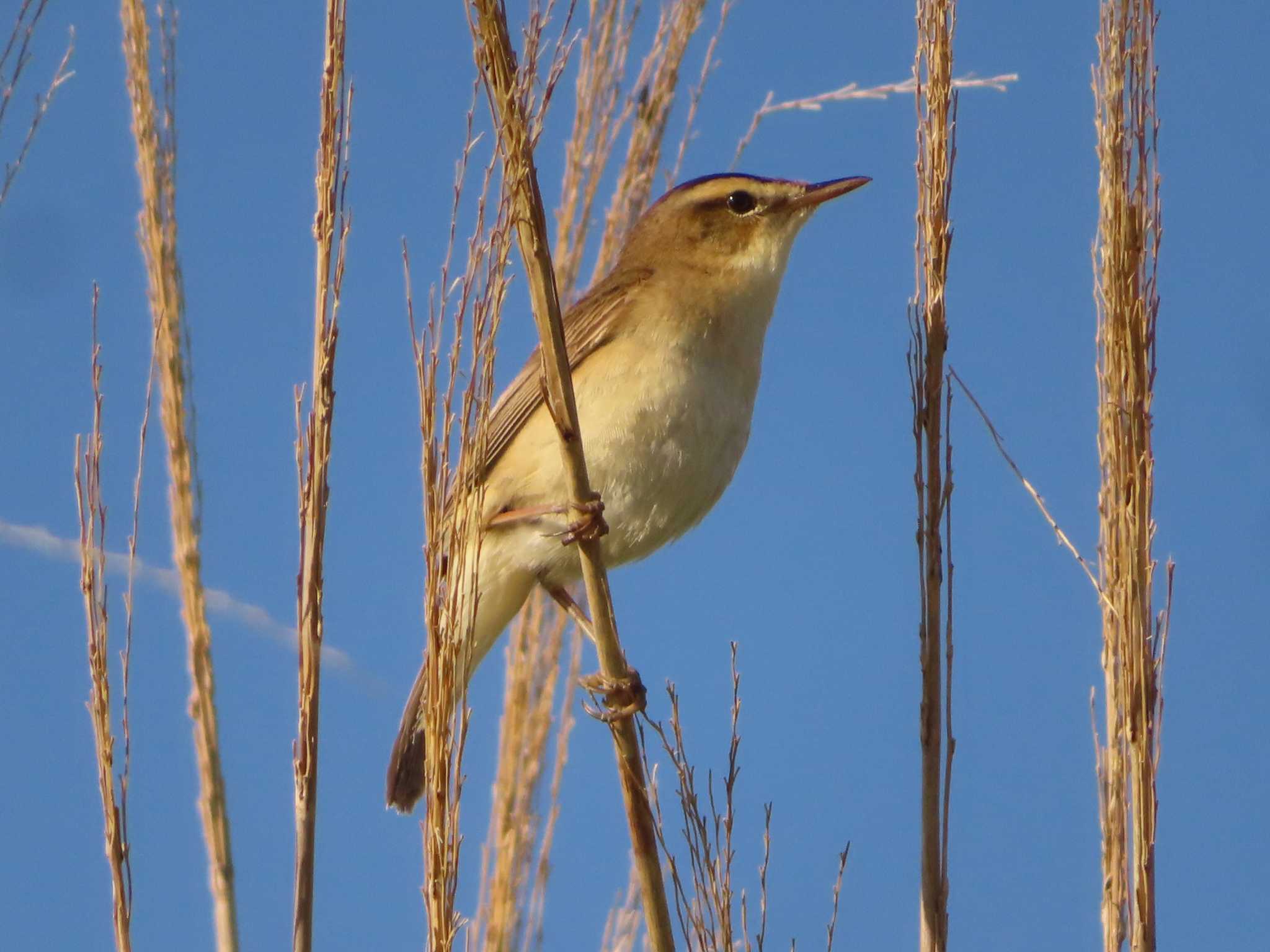 Black-browed Reed Warbler