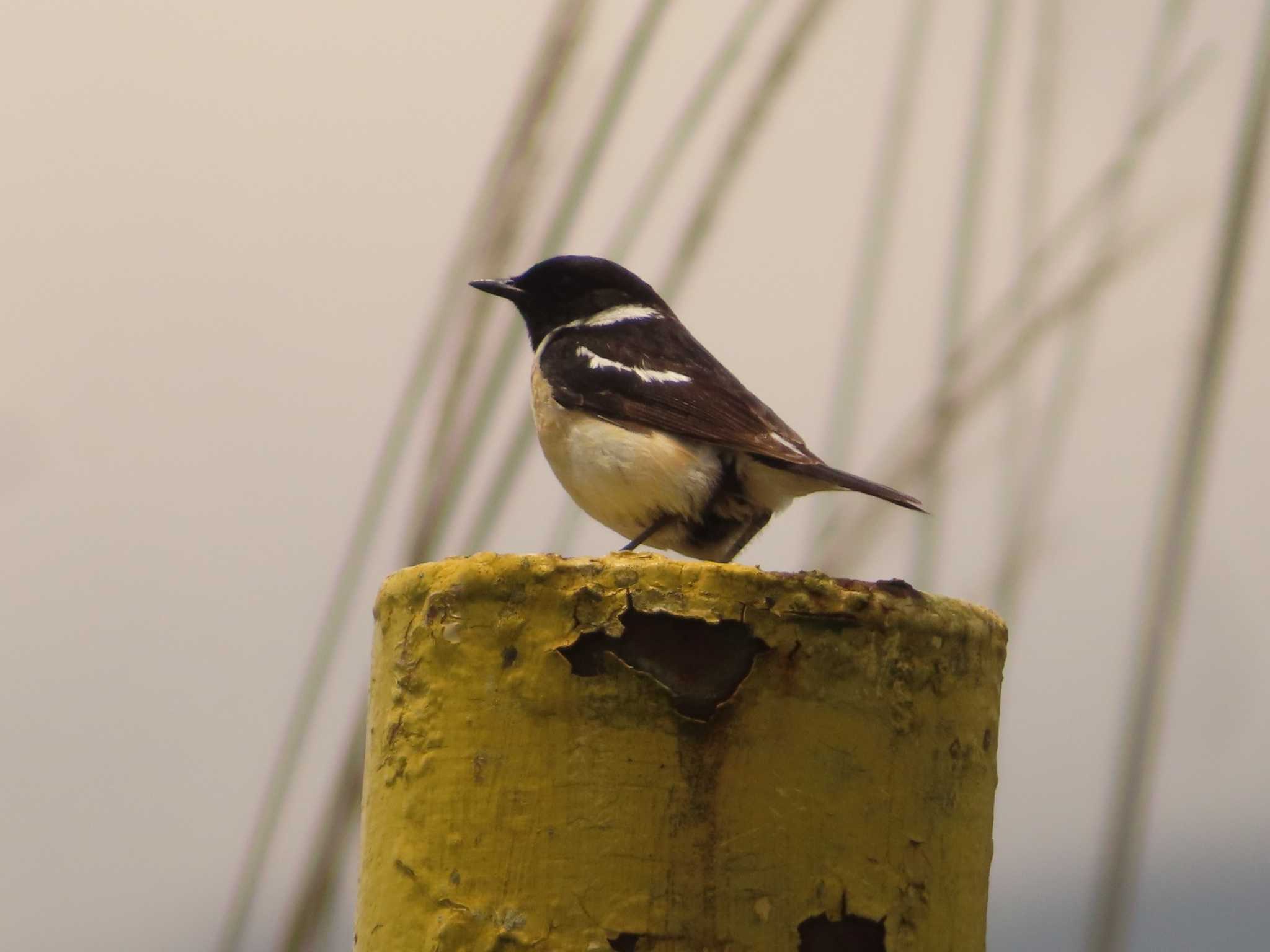 Photo of Amur Stonechat at JGSDF Kita-Fuji Exercise Area by ゆ