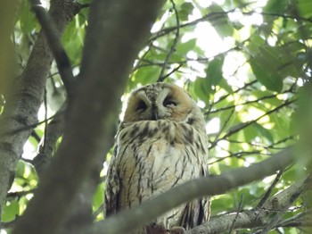 Long-eared Owl Watarase Yusuichi (Wetland) Wed, 6/7/2023