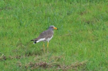 Grey-headed Lapwing 福井市 Sat, 7/15/2017