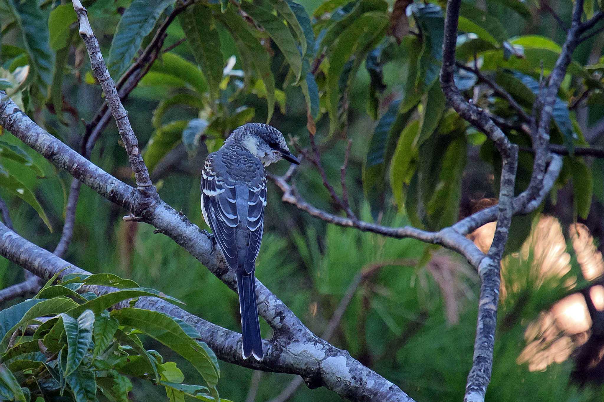 Photo of Ashy Minivet at  by Tanago Gaia (ichimonji)