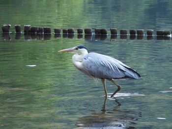 Grey Heron 京都市宝ヶ池公園 Mon, 6/26/2023