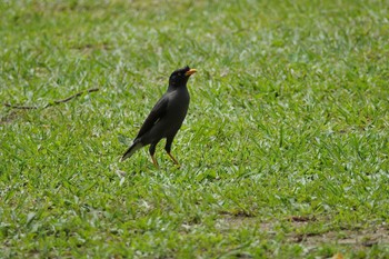 Javan Myna 大安森林公園 Mon, 5/15/2023