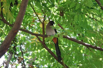 Grey Treepie 大安森林公園 Mon, 5/15/2023