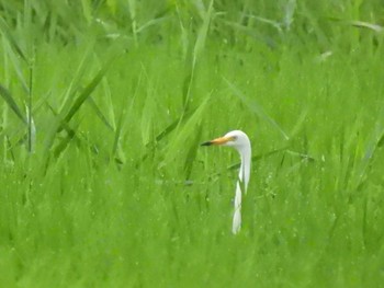 Sat, 7/1/2023 Birding report at 大久保農耕地