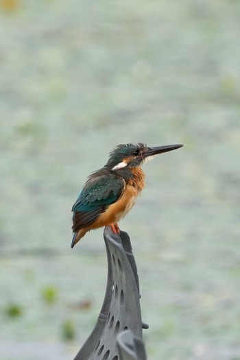 Common Kingfisher 京都府木津川市 Mon, 8/6/2018