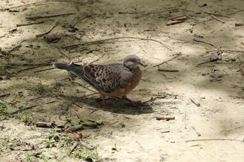 Oriental Turtle Dove 大安森林公園 Mon, 5/15/2023