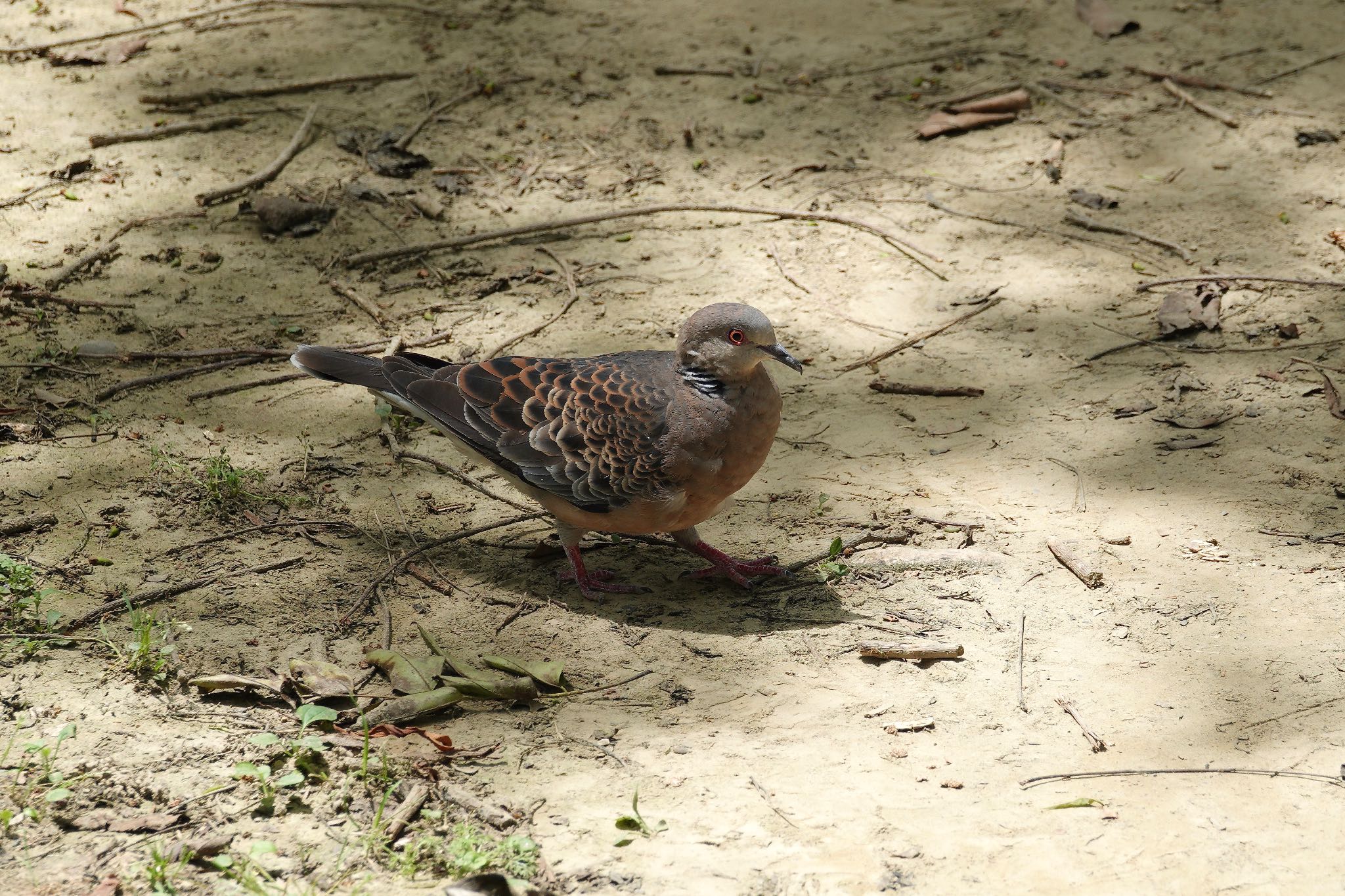 Oriental Turtle Dove