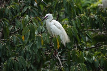 Little Egret 大安森林公園 Mon, 5/15/2023