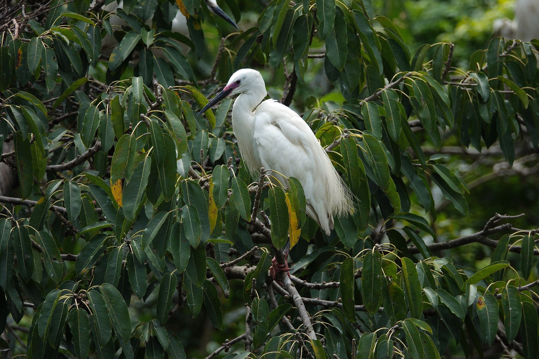 Little Egret