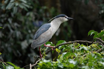 Black-crowned Night Heron 大安森林公園 Mon, 5/15/2023