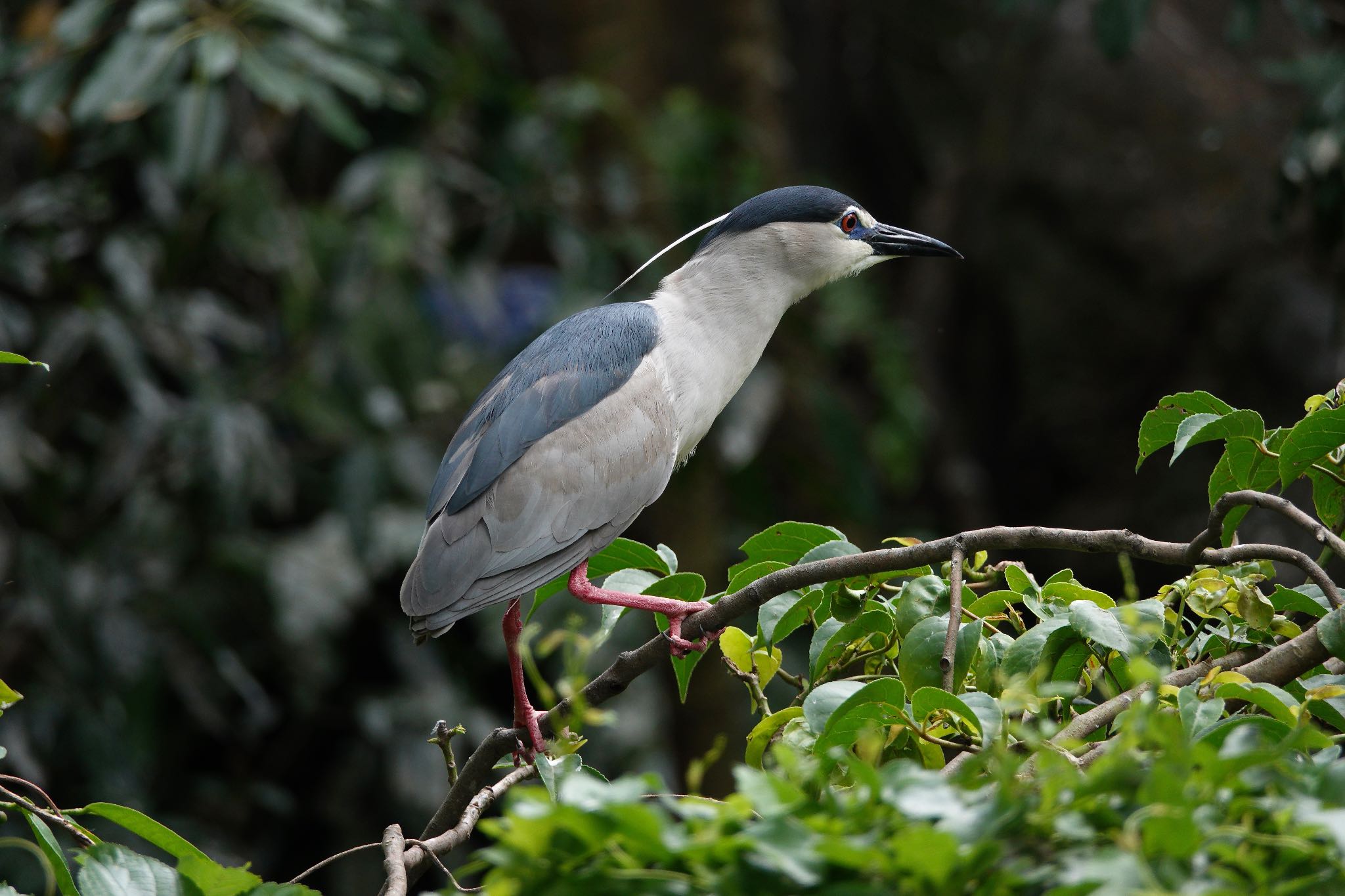 Photo of Black-crowned Night Heron at 大安森林公園 by のどか