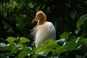 アマサギ 大安森林公園 2023年5月15日(月)