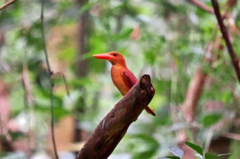 Ruddy Kingfisher(bangsi) Miyako Island Sat, 7/1/2023