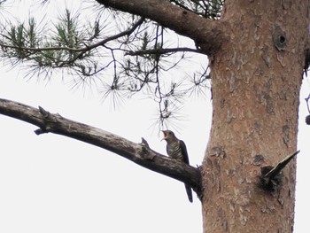 Lesser Cuckoo 富士山中野茶屋 Fri, 6/30/2023