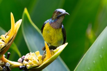 Brown-throated Sunbird Singapore Botanic Gardens Sat, 7/1/2023