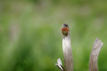 2023年7月1日(土) 富士林道の野鳥観察記録