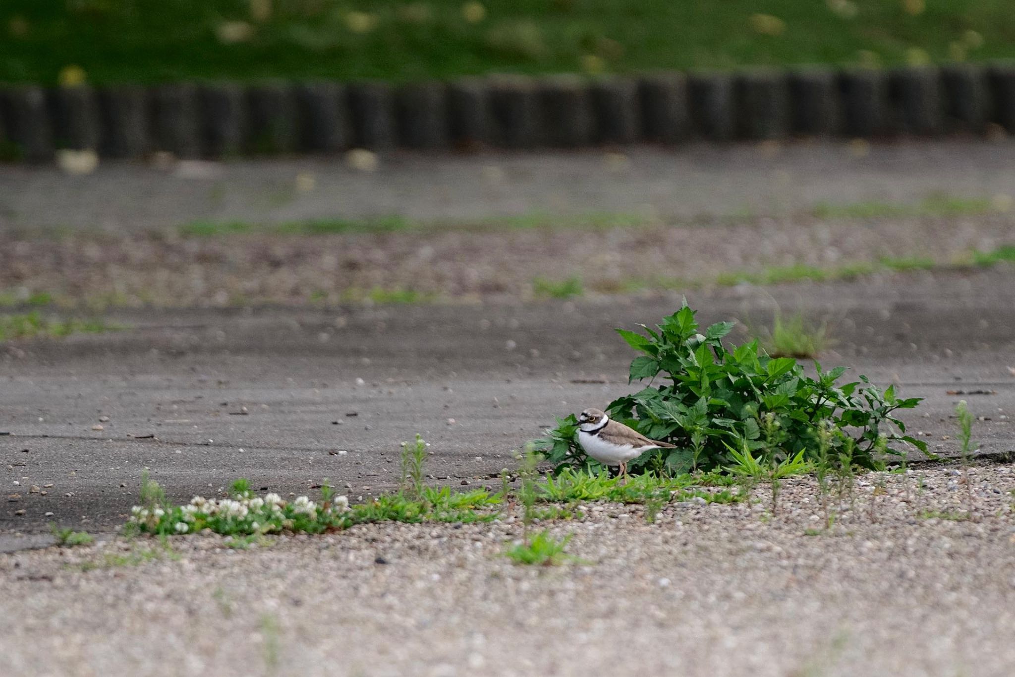 Photo of Little Ringed Plover at 八木崎公園 by 關本 英樹