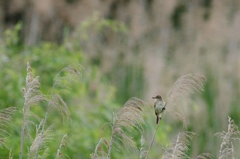 Oriental Reed Warbler 八木崎公園 Sat, 7/1/2023