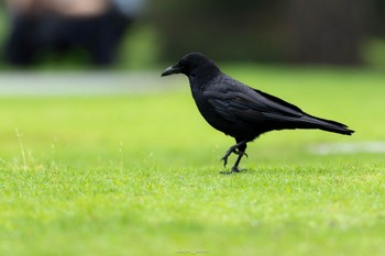 ハシボソガラス 薬師池公園 2023年6月11日(日)