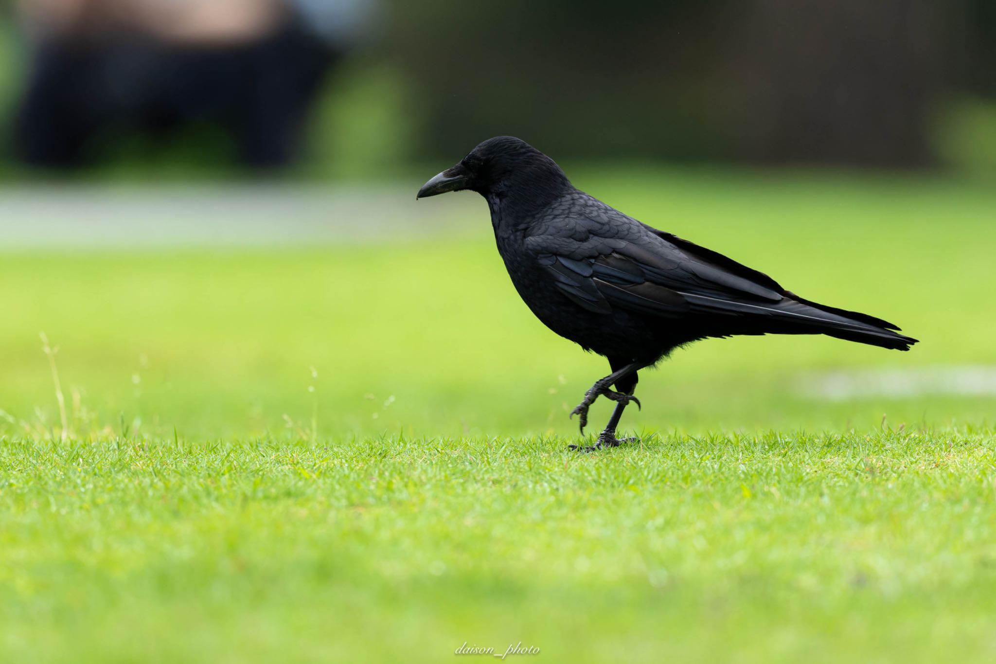 Photo of Carrion Crow at Machida Yakushiike Park by Daison