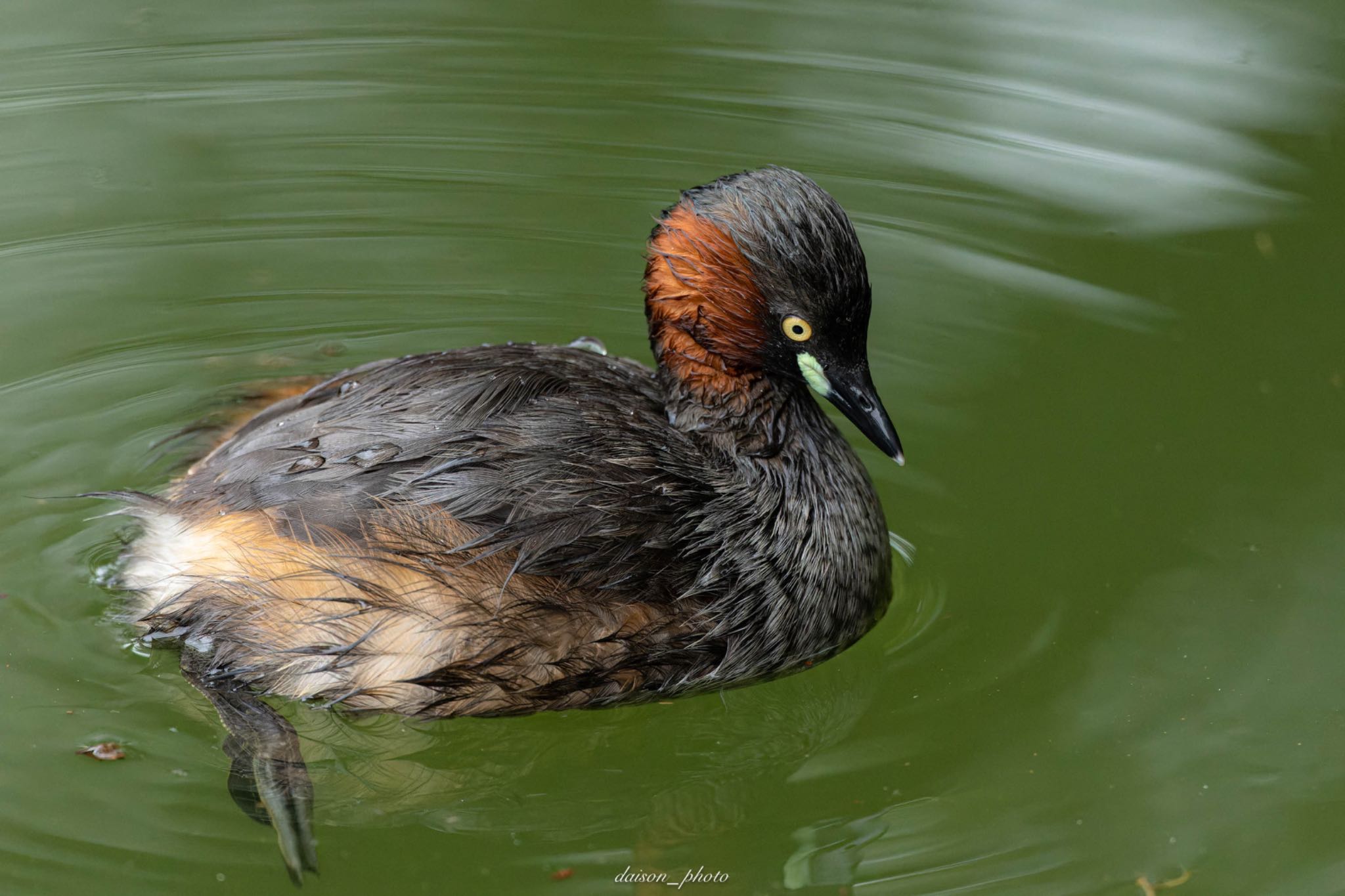 Little Grebe