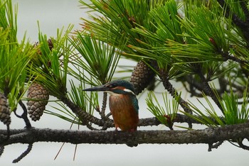 カワセミ 長居植物園 2023年7月1日(土)