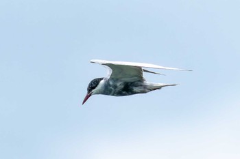 クロハラアジサシ 大沼(宮城県仙台市) 2023年7月1日(土)