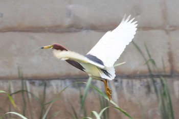 Chinese Pond Heron 神奈川県横浜市 Mon, 6/26/2023