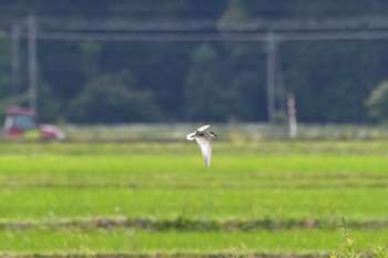 クロハラアジサシ 珠洲市 2023年6月24日(土)