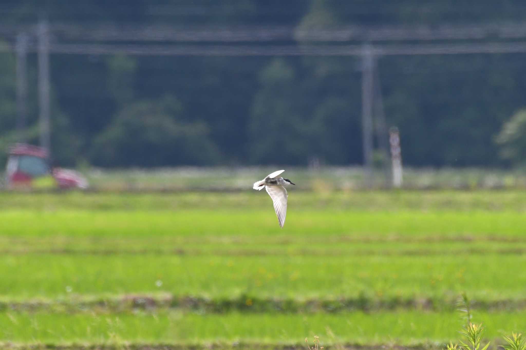 Photo of Whiskered Tern at 珠洲市 by Semal
