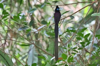 Black Paradise Flycatcher Miyako Island Sat, 7/1/2023