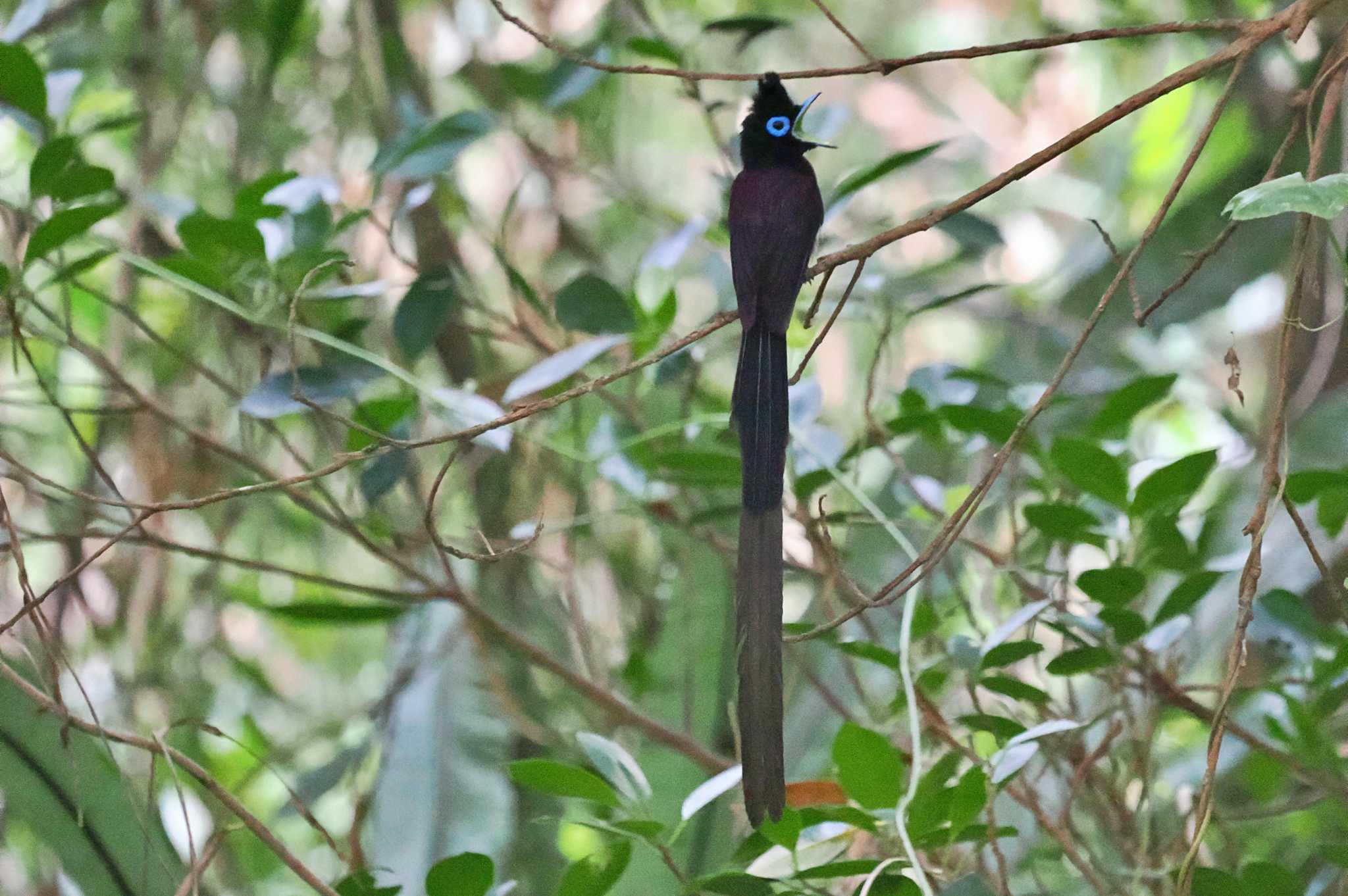 Photo of Black Paradise Flycatcher at Miyako Island by 藤原奏冥