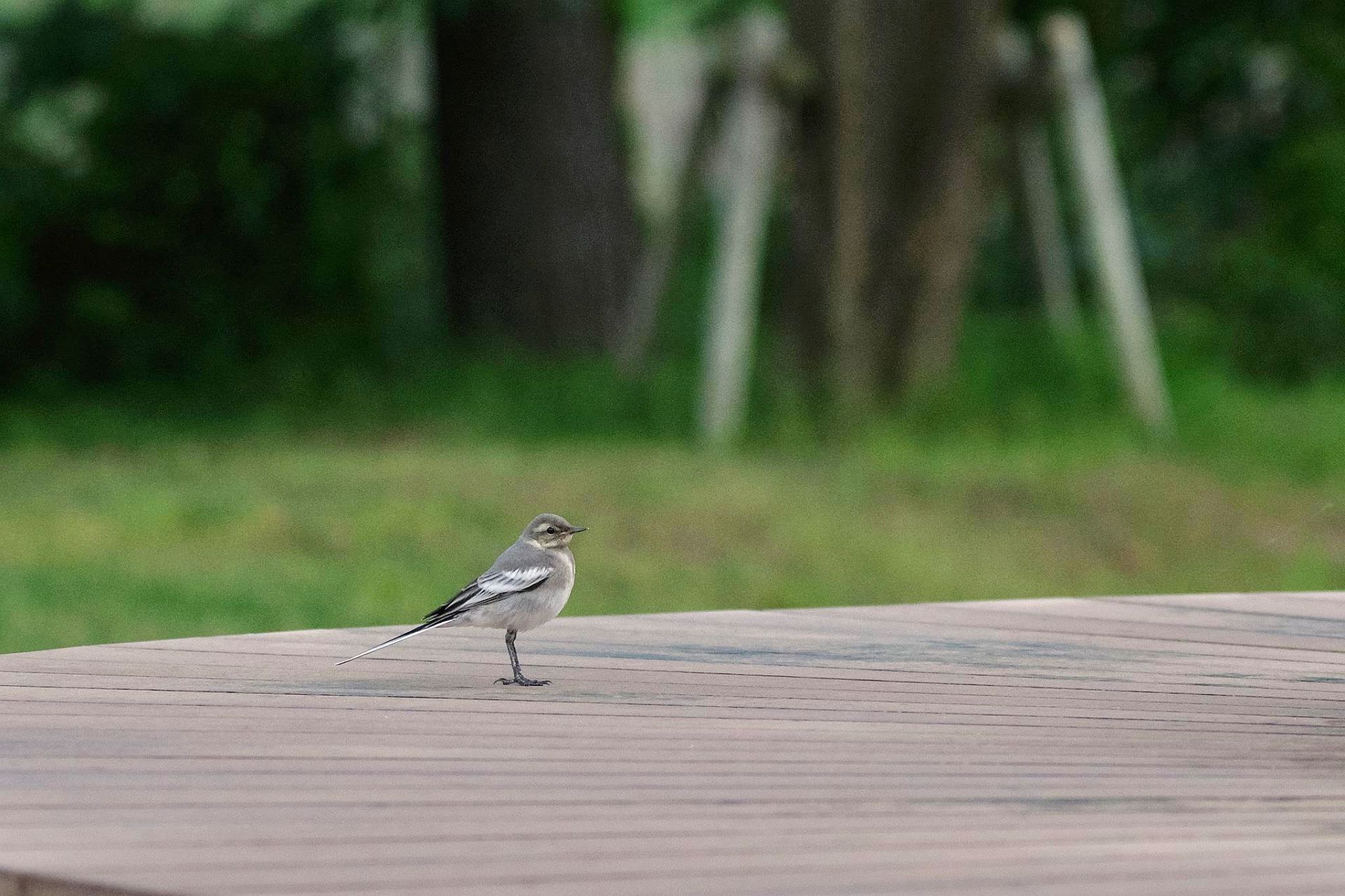 Photo of White Wagtail at 八木崎公園 by 關本 英樹