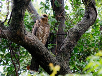 2023年7月1日(土) 神ノ島(長崎市)の野鳥観察記録