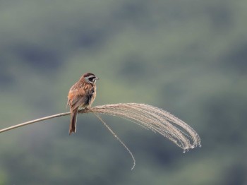 Meadow Bunting 神ノ島(長崎市) Sat, 7/1/2023